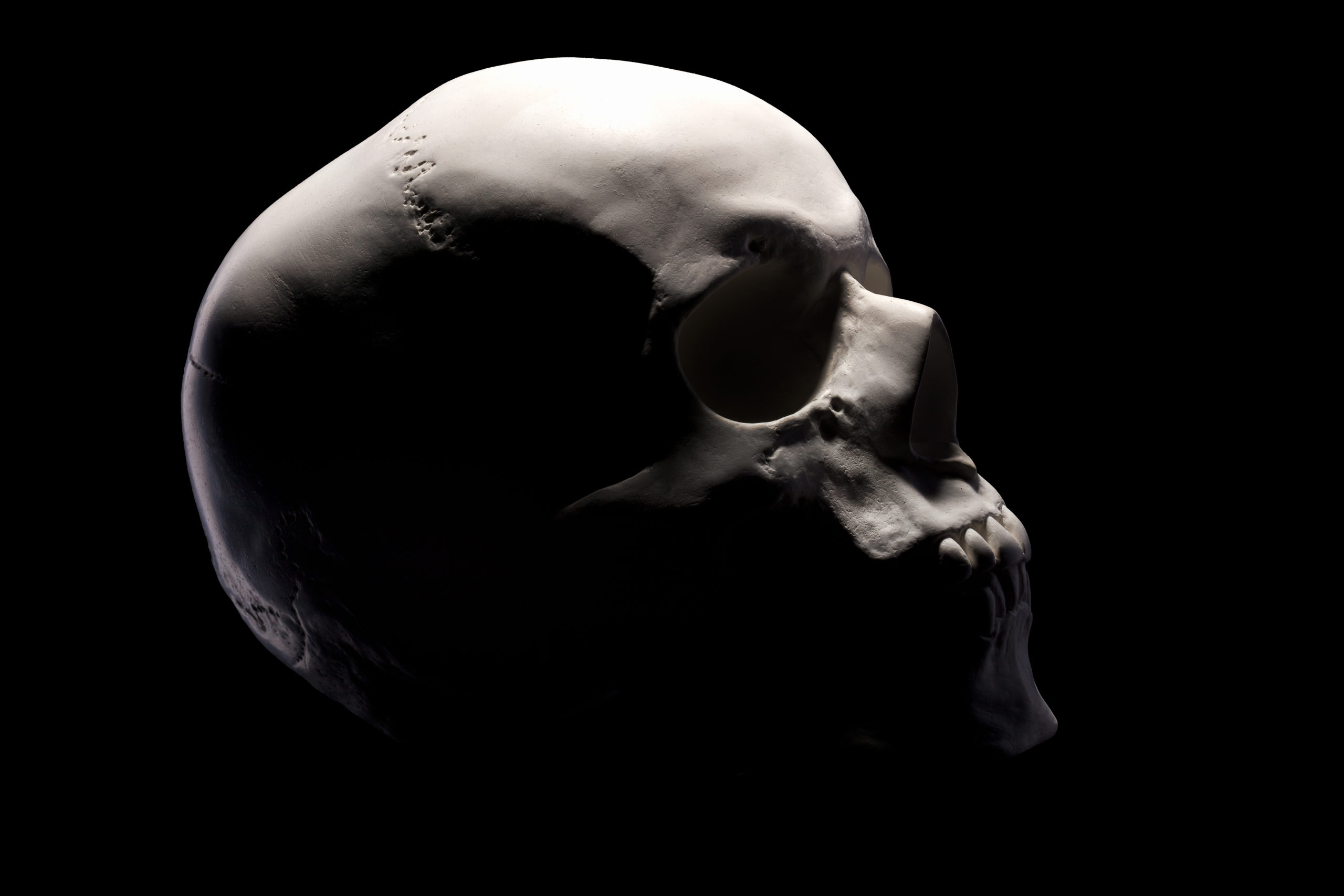side view of gypsum model of the human skull.jpg